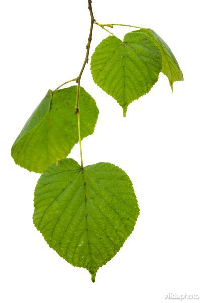 Tilia x vulgaris