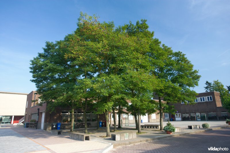 Robinia pseudoacacia var Bessoniana