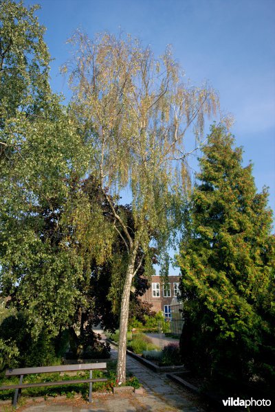 Betula verrucosa var Tristis