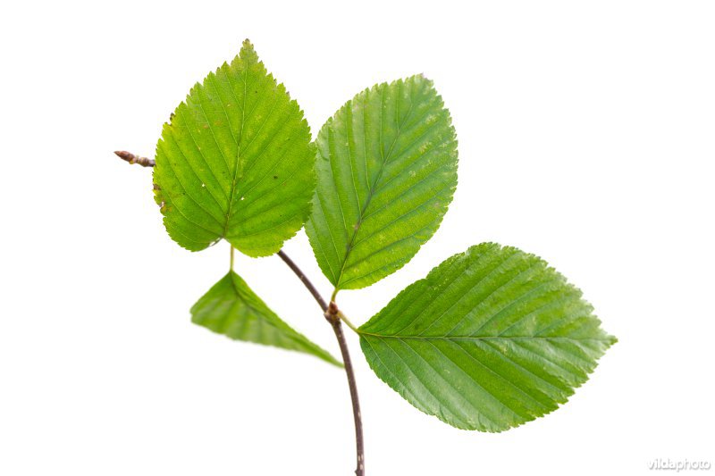 Elsbladige lijsterbes