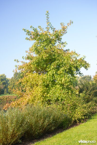 Oosterse amberboom