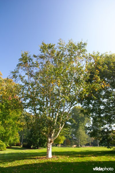 Goudberk