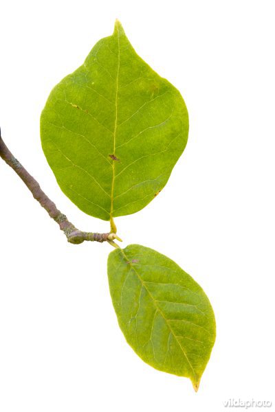 Magnolia denudata