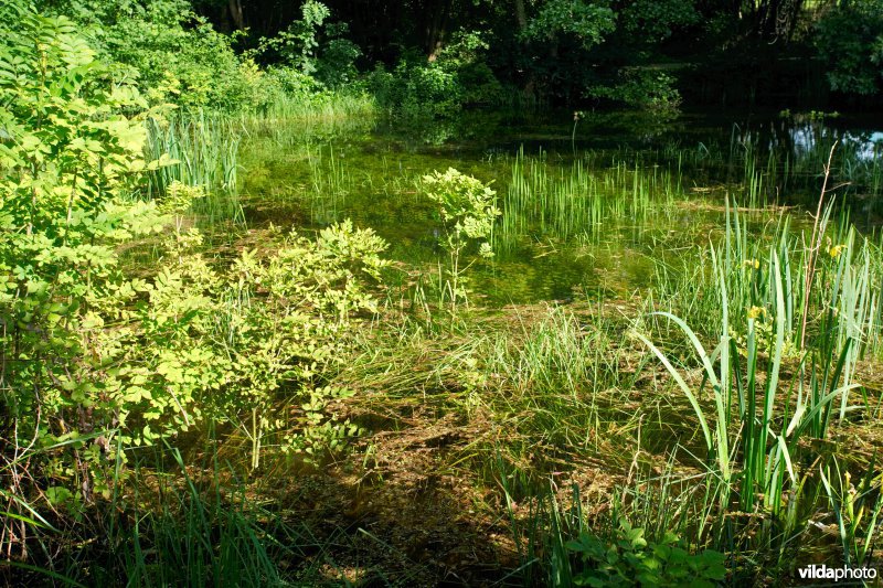Leefgebied van de Mercuurwaterjuffer