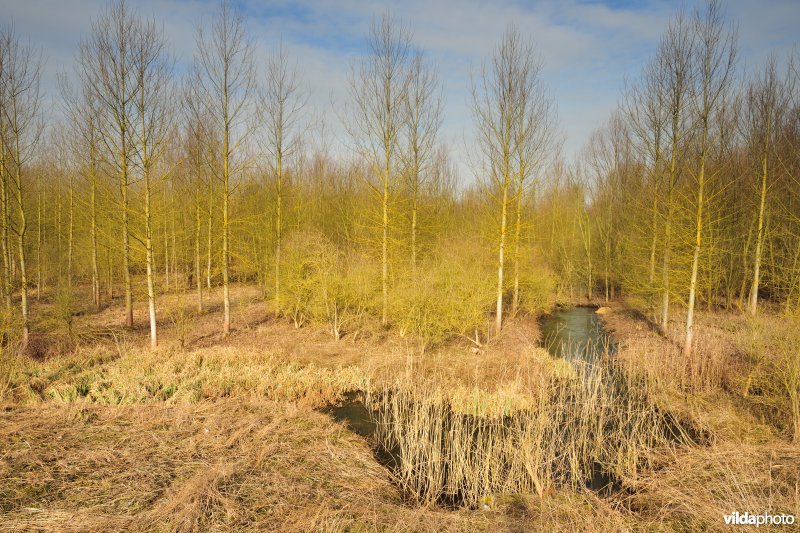 Scheldepolders Zwijn in Kastel