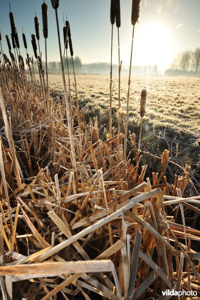 Weijmeerbroek