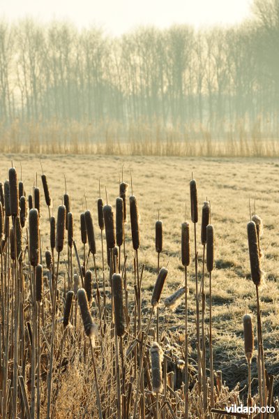 Weijmeerbroek