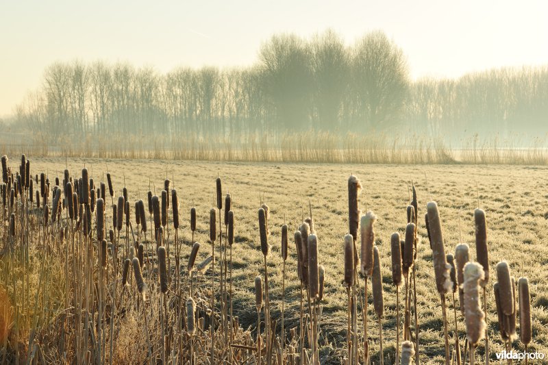 Weijmeerbroek