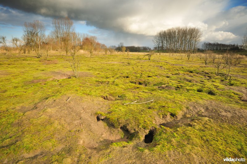 Wijmeers