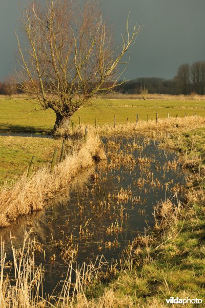 Vingelinkbeekvallei in de Kalkense meersen