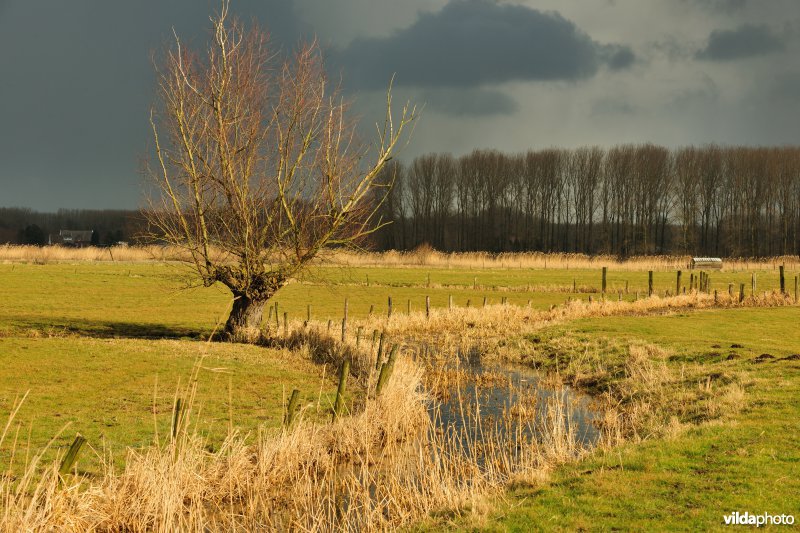 Vingelinkbeekvallei in de Kalkense meersen