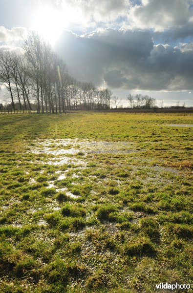 Belham in de Kalkense meersen