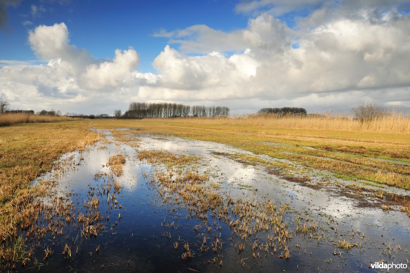 Belham in de Kalkense meersen