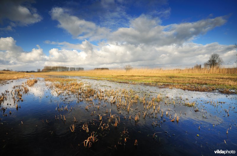 Belham in de Kalkense meersen