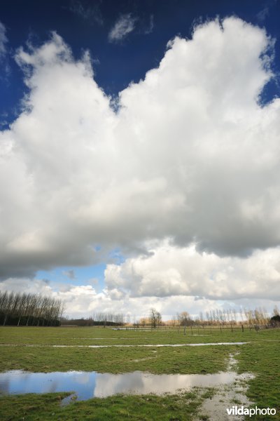 Springels in de Kalkense Meersen