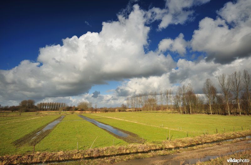 Springels in de Kalkense Meersen