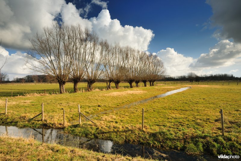 Aard in de Kalkense Meersen