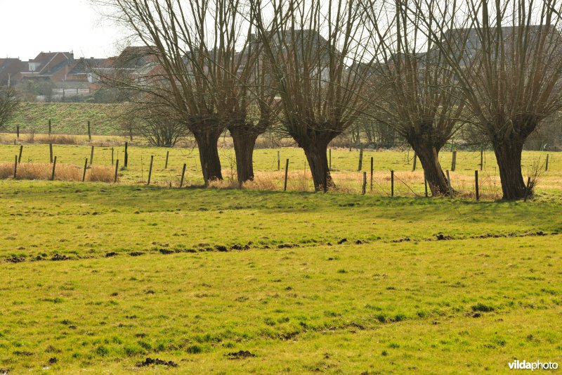 Aard in de Kalkense Meersen