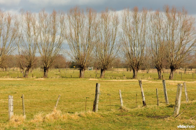 Aard in de Kalkense Meersen