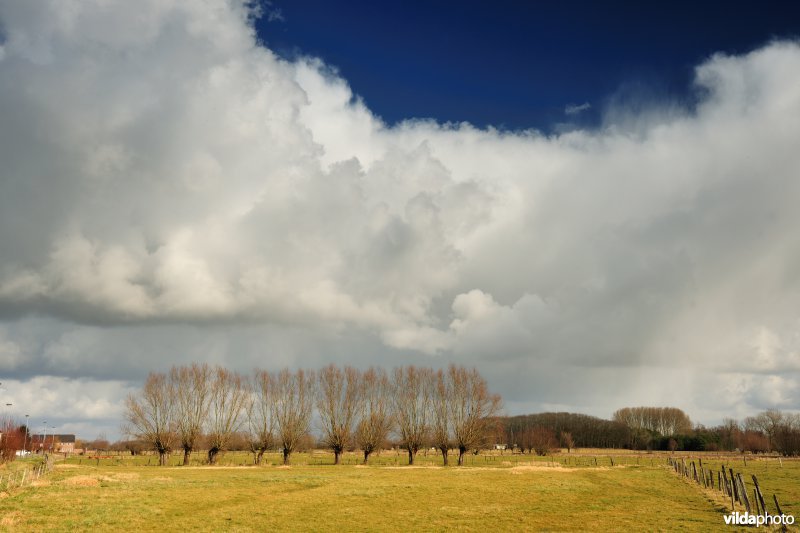 Aard in de Kalkense Meersen