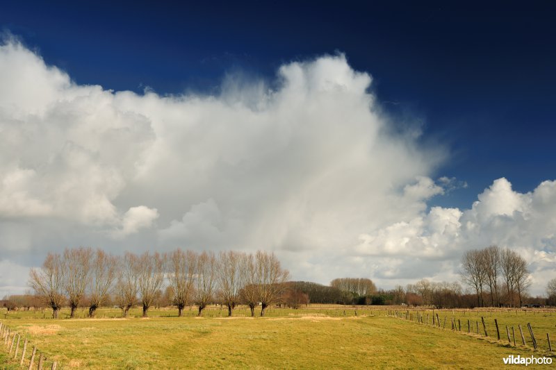 Aard in de Kalkense Meersen