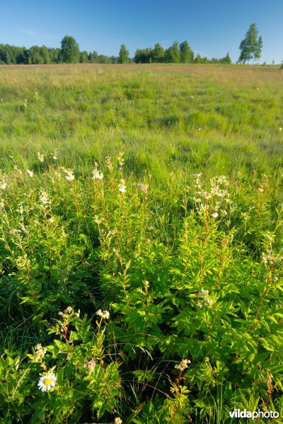 Habitat 6430: Voedselrijke zoomvormende ruigten van het laagland en van de montane en alpiene zones