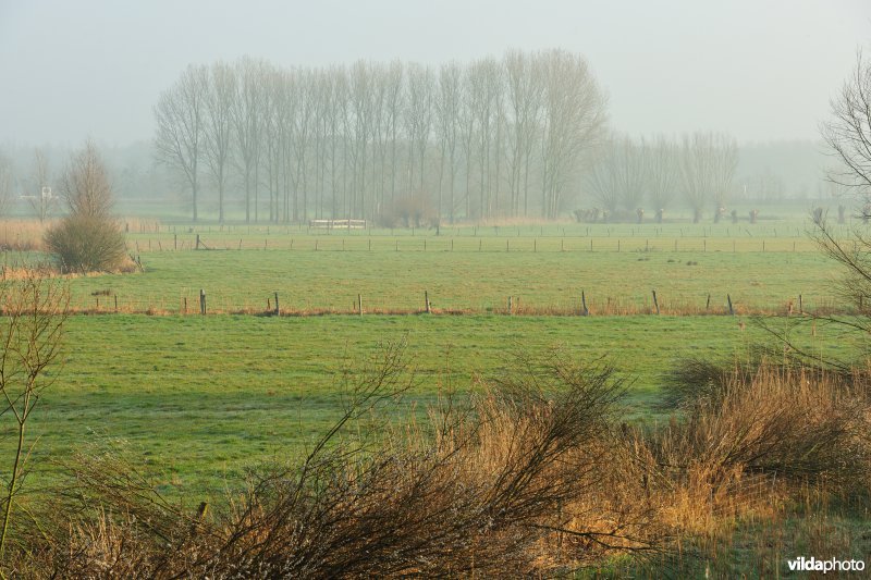 Bergenmeersen