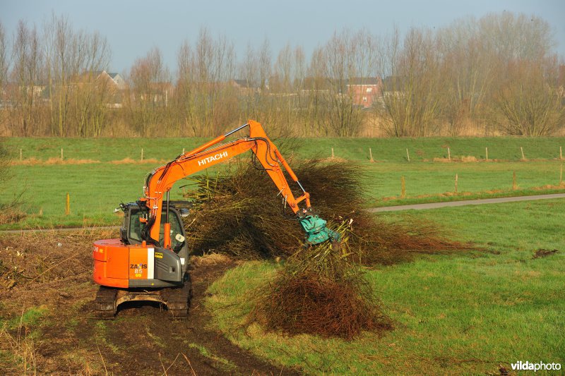 Bergenmeersen