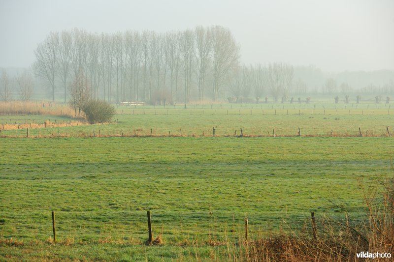 Bergenmeersen