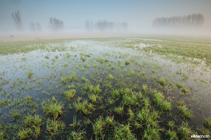 Bergenmeersen