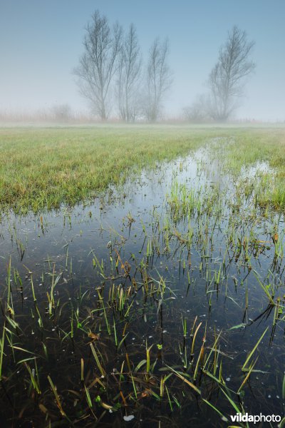 Bergenmeersen