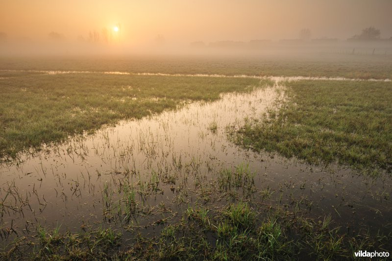Bergenmeersen