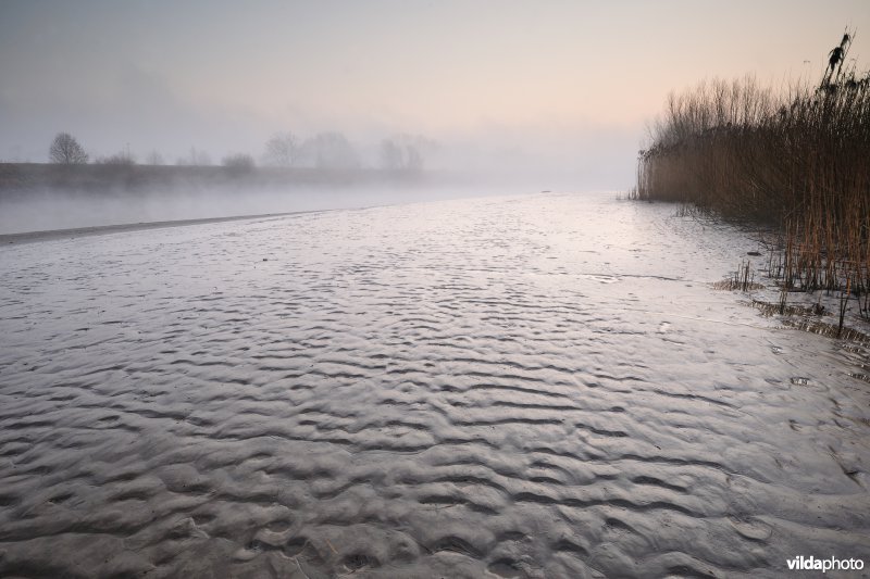 Schor bij de Bergenmeersen