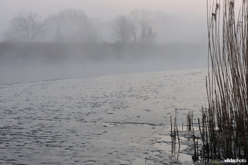 Schor bij de Bergenmeersen