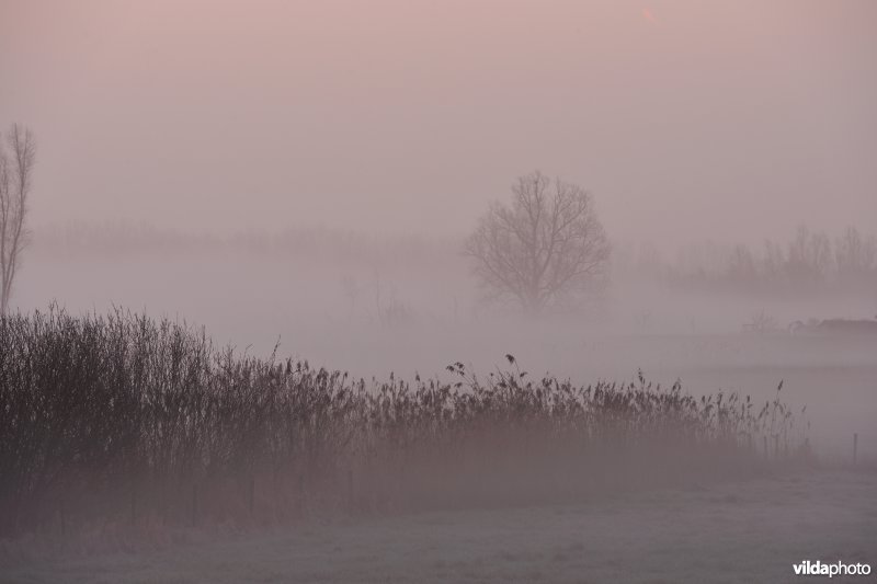 Bergenmeersen