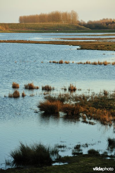 Natuurreservaat Drijdijck