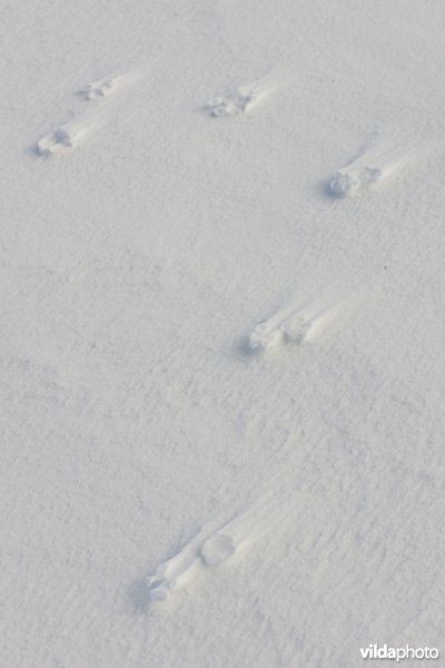 Pootafdrukken van Vos