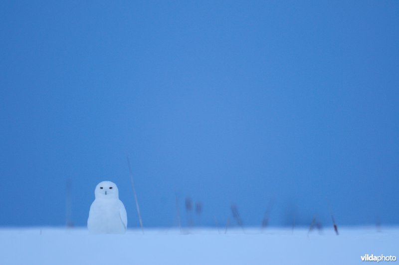 Sneeuwuil