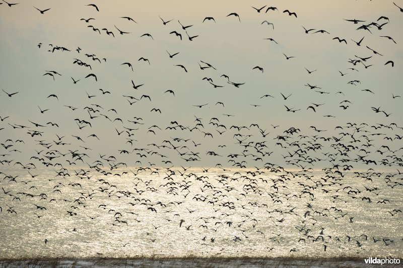 Roodhalsganzen boven de Zwarte Zee