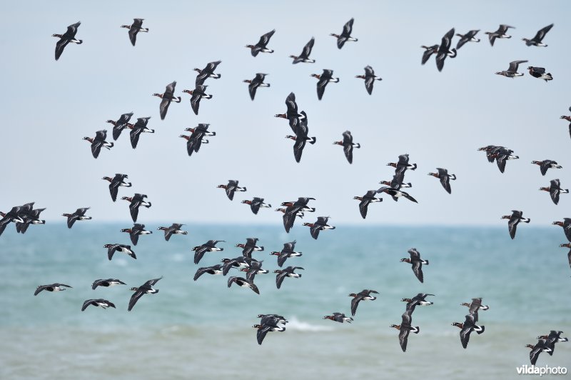 Roodhalsganzen boven de Zwarte Zee