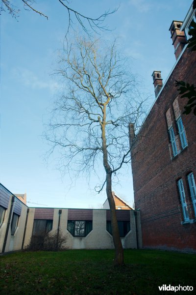 Kronkelwilg