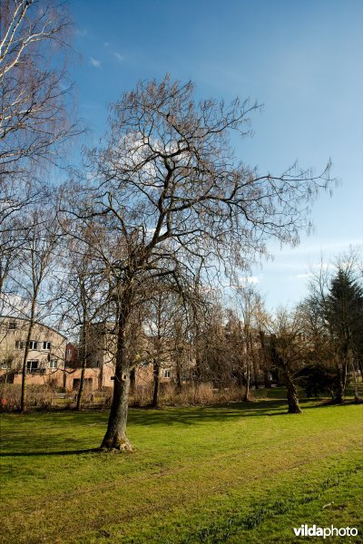 Trompetboom
