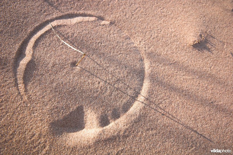 Zonnewijzertje in zand