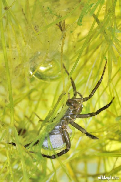 Waterspin