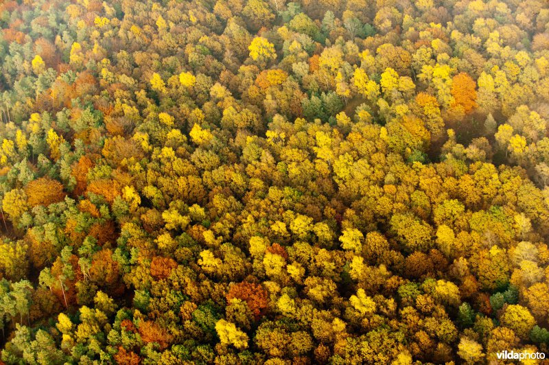 Boomkronen in herfstkleuren