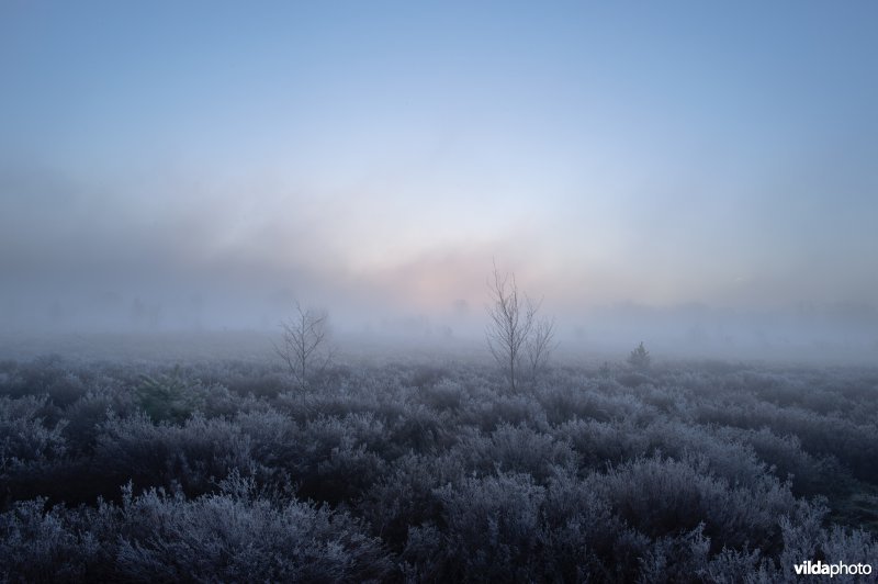 Ochtendsfeer op de Sallandse Heuvelrug