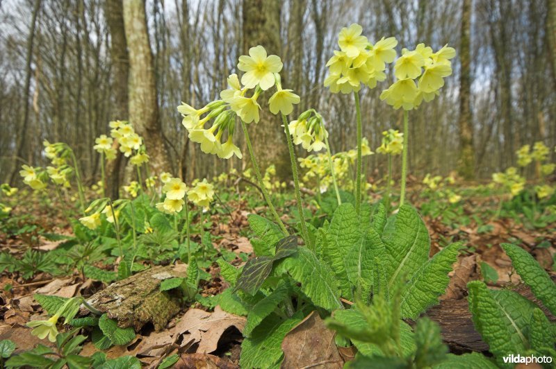 Slanke sleutelbloemen in het bos