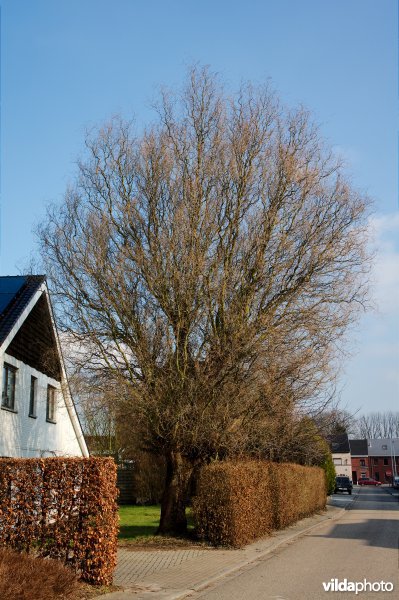 Kronkelwilg