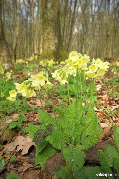 Slanke sleutelbloemen in het bos