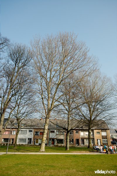 Grauwe abeel